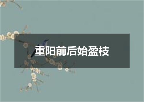 重阳前后始盈枝
