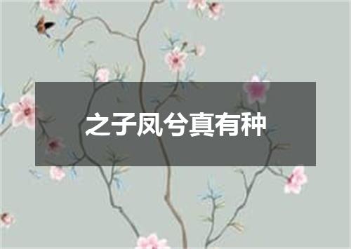 之子凤兮真有种