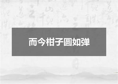 而今柑子圆如弹