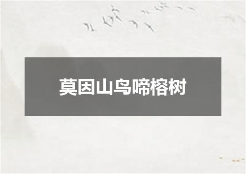 莫因山鸟啼榕树