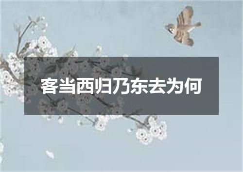 客当西归乃东去为何