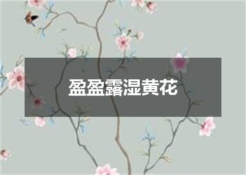 盈盈露湿黄花