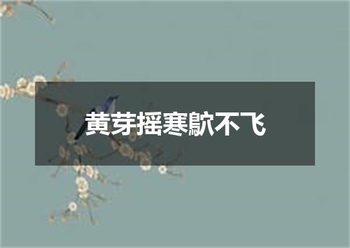 黄芽摇寒鴥不飞