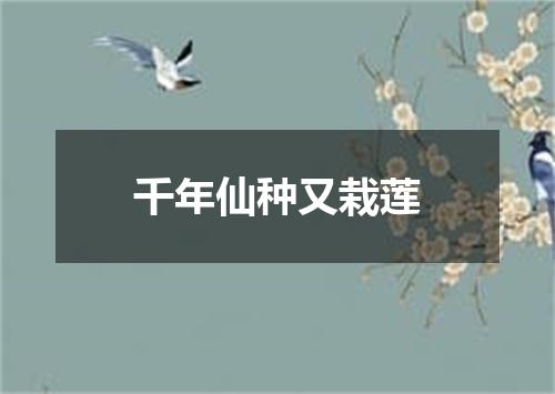 千年仙种又栽莲