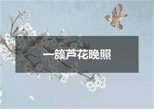 一簇芦花晚照