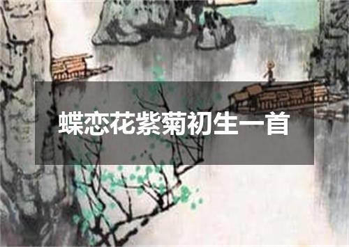 蝶恋花紫菊初生一首