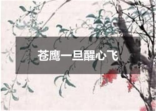 苍鹰一旦醒心飞