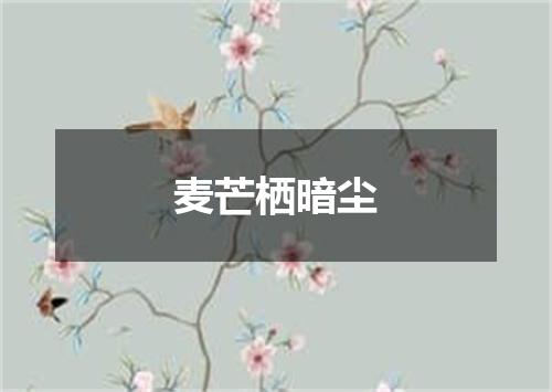麦芒栖暗尘