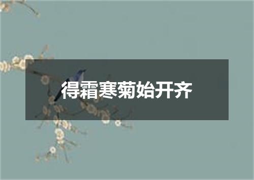 得霜寒菊始开齐