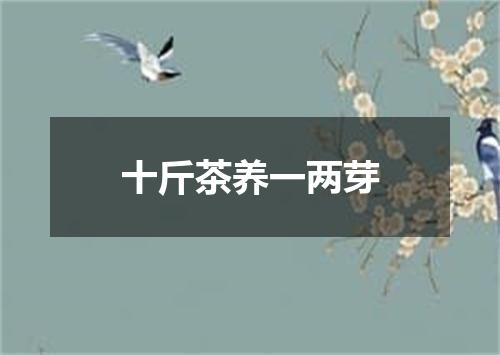 十斤茶养一两芽