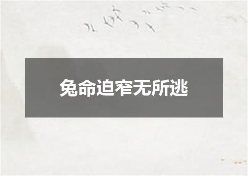 兔命迫窄无所逃