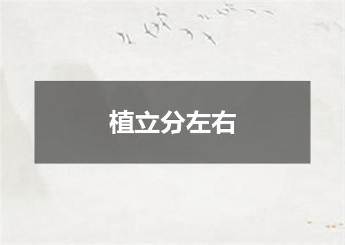 植立分左右