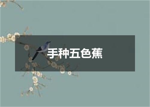 手种五色蕉