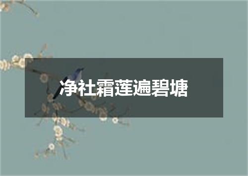 净社霜莲遍碧塘
