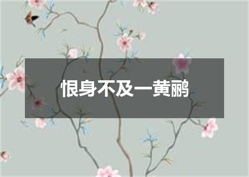 恨身不及一黄鹂