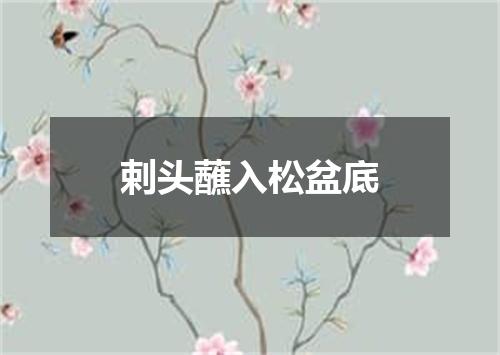 剌头蘸入松盆底