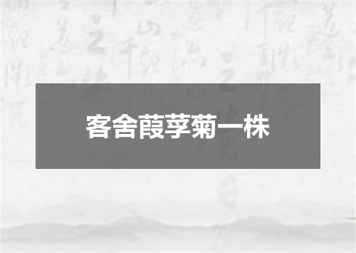 客舍葭莩菊一株