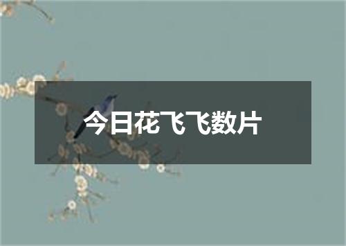 今日花飞飞数片