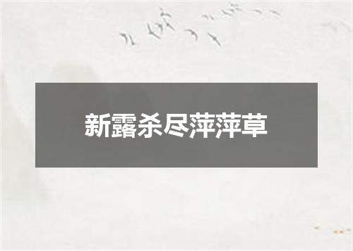 新露杀尽萍萍草