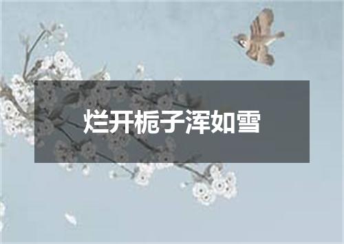 烂开栀子浑如雪