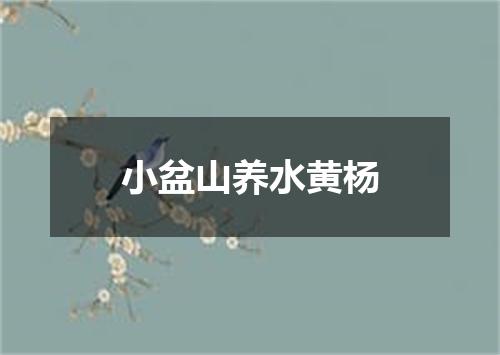 小盆山养水黄杨