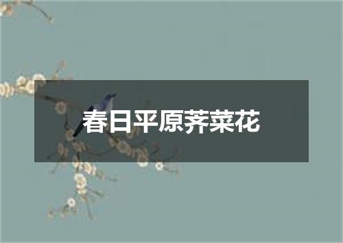 春日平原荠菜花