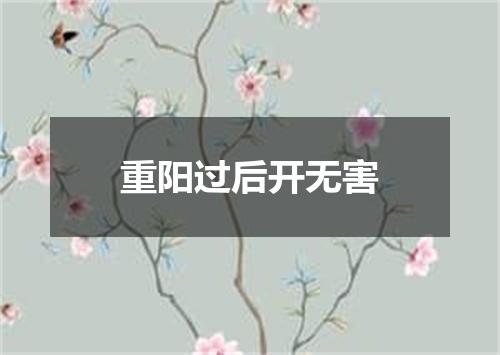 重阳过后开无害