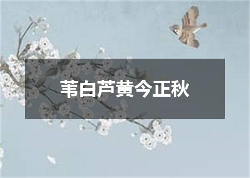 苇白芦黄今正秋