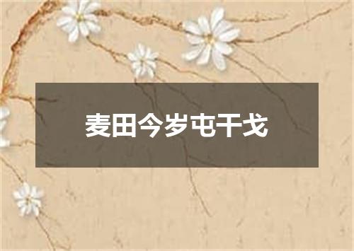 麦田今岁屯干戈