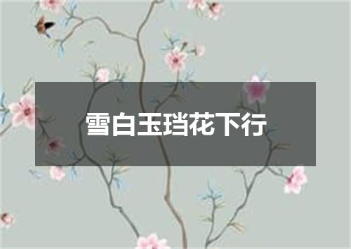 雪白玉珰花下行