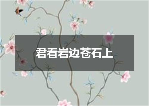 君看岩边苍石上