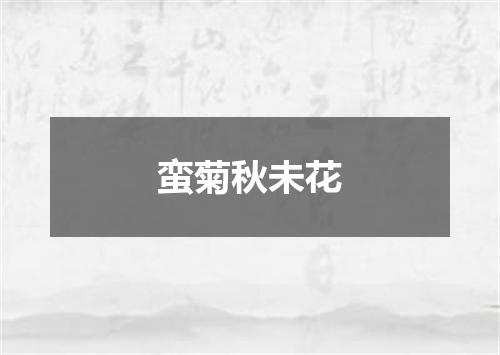 蛮菊秋未花