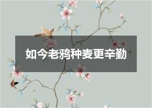 如今老鸦种麦更辛勤