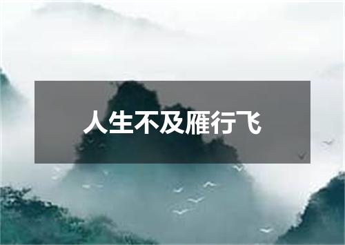 人生不及雁行飞