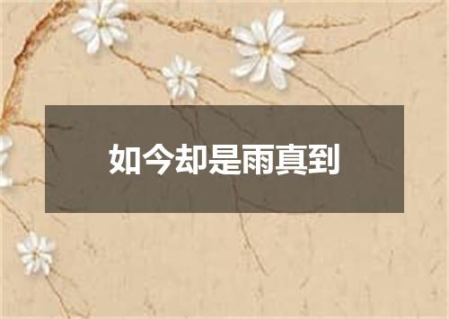 如今却是雨真到