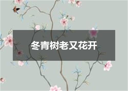 冬青树老又花开