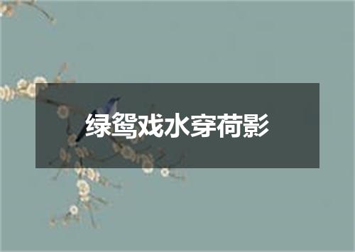 绿鸳戏水穿荷影