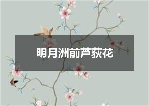 明月洲前芦荻花