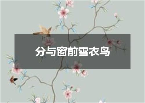分与窗前雪衣鸟