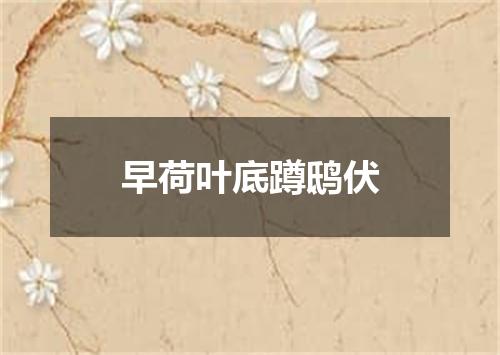 早荷叶底蹲鸱伏
