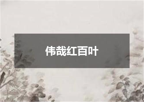 伟哉红百叶