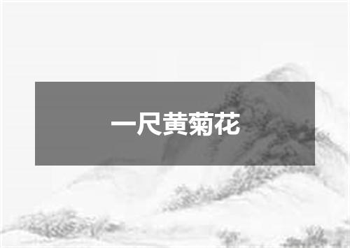 一尺黄菊花