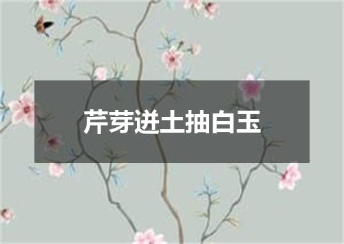 芹芽迸土抽白玉