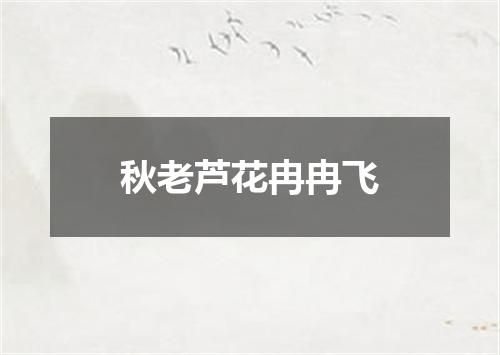 秋老芦花冉冉飞