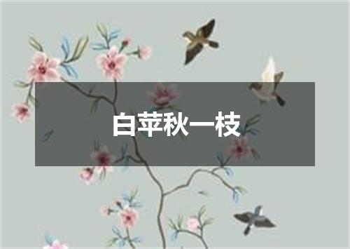 白苹秋一枝