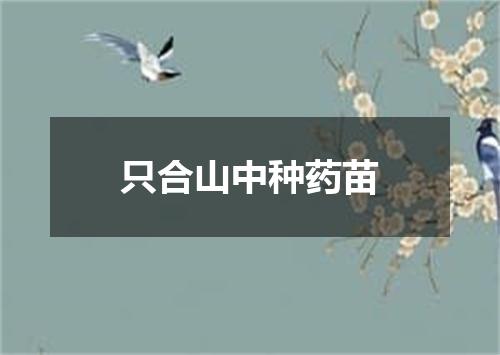只合山中种药苗