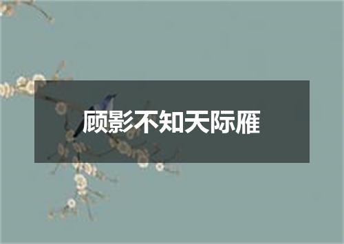 顾影不知天际雁