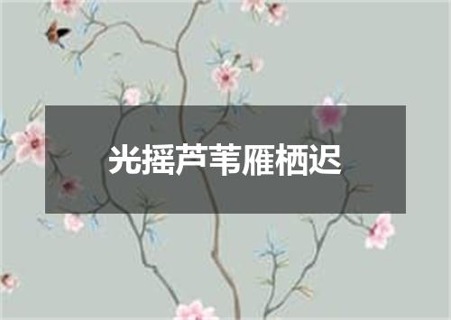 光摇芦苇雁栖迟