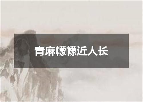 青麻幪幪近人长