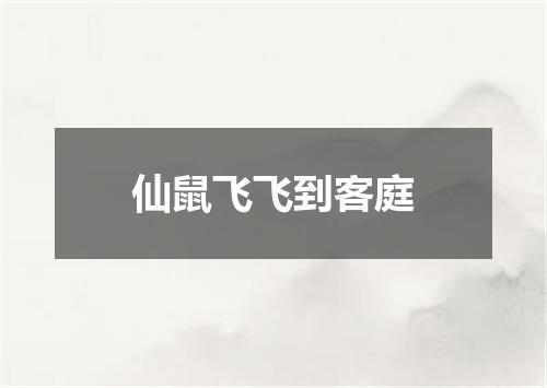 仙鼠飞飞到客庭
